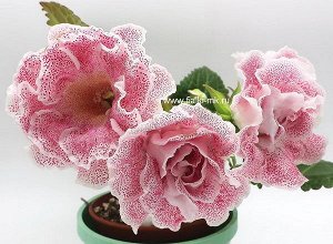 Глоксиния Огромный 13 см  махровый нежно-розовый цветок с розово-красными горошками разного размера по цветку, белая окантовка с более мелкими пятнышкими на кончиках лепестков, жёлтое горло. Компактны