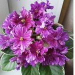 Укоренённые листы фиалок