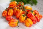 Семена Томат Тюльпан Калифорнийский,5 семян, сортовой