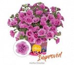Калибрахоа Aloha Double Dark Pink 2024