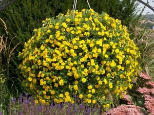 Егорьевский тепличный комбинат Калибрахоа M.F. Neo Double Yellow. 23