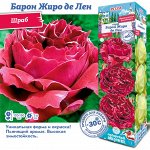 Роза Барон Жиро де Лен (Шраб) 1шт (Сиб сад)