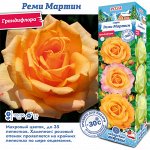 Роза Реми Мартин (Грандифлора) 1шт (Сиб сад)