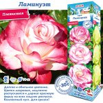 Роза Ламинуэт (Флорибунда) 1шт (Сиб сад)