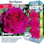 Роза Биг Пурпл (Чайно-гибридная) 2 разбор 1шт (Сиб сад)