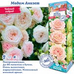Роза Мадам Анизет (Чайно-гибридная) 1шт (Сиб сад)