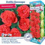 Роза Бэбби Баккара (Миниатюрная) 1шт (Сиб сад)