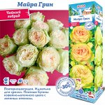 Роза Майра Грин (Чайно-гибридная) 1шт (Сиб сад)