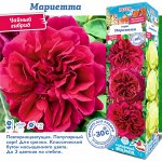 Роза Мариетта (Чайно-гибридная) 2 разбор 1шт (Сиб сад)