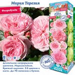 Роза Мария Терезия (Флорибунда) 1шт (Сиб сад)