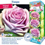Роза Тиара (Чайно-гибридная) 1шт (Сиб сад)