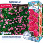 Роза Глориана (Плетистая) 1шт (Сиб сад)