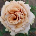 Роза Тоффи (Чайно-гибридная) 1шт (Сиб Сад)