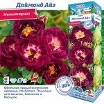 Роза Даймонд Айз (Миниатюрная) 1шт (Сиб сад)