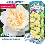 Роза Нина Поулсен (Почвопокровная) 2 разбор 1шт (Сиб сад)