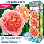 Роза Абрахам Дерби (Английская) 1шт (Сиб сад)