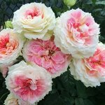 Роза Цезарь (Плетистая) 1шт (Сиб сад)