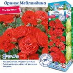 Роза Оранж Мейландина (Плетистая) 2 разбор 1шт (Сиб сад)