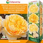 Роза Шарлотта (Английская) 1шт (Сиб сад)