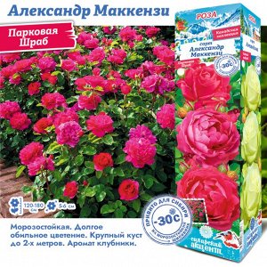 Роза Александр Маккензи (Канадская/Парковая) 1шт (Сиб сад)