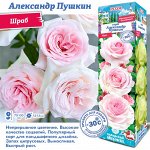 Роза Александр Пушкин (Шраб) 1шт (Сиб сад)