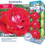 Роза Аллилуйя (Чайно-гибридная) 1шт (Сиб сад)