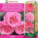 Роза Эшли (Чайно-гибридная) 1шт (Сиб сад)