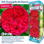 Роза Ред Леонардо до Винчи (Флорибунда) 1шт (Сиб сад)