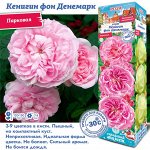 Роза Кенигин Фон Денемарк (Парковая) 1шт (Сиб сад)