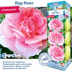 Роза Кир Роял (Плетистая) 1шт (Сиб сад)