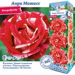 Роза Анри Матисс (Флорибунда) 1шт (Сиб сад)