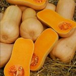 Тыква матильда
