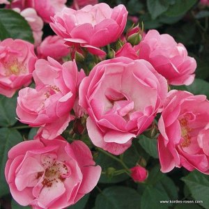Роза шраб Цветки рыхло-махровые, с шармом старинных роз, насыщенно-розовые с лёгким розовым мерцанием, диаметром 4 см, в соцветиях. Кусты компактные высотой 100 см и шириной 80 см, пряморослые. Листья