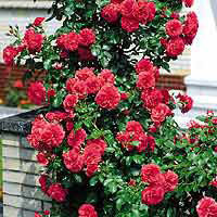 Роза Цветки шарлахово-красные, махровые (20-30 лепестков), бархатистые, диаметром 8-10 см, с запахом шиповника, не боятся дождя. Необычайно сильно и мощно растёт. Цветёт обильно в течение всего лета. 