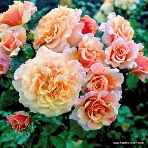 Роза шраб Бутоны крупные, янтарные. Цветки светло-янтарные, махровые, с рыхло расположенными лепестками. Аромат лёгкий. Цветение обильное. Листья крупные, слегка глянцевые, плотные. Кусты пряморослые,
