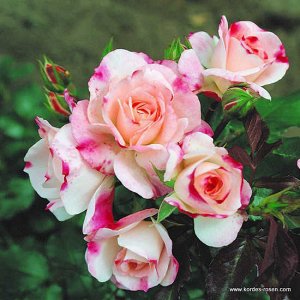 Роза шраб Особенная роза, впечатляющая переливами цвета. Цветки махровые, белые с красной каймой, в полном роспуске – белые с красными пятнами и розовым налётом. Листья тёмно-зелёные, густые, сильно г