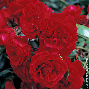 Роза Цветки ярко-алые, очень крупные, диаметром 12 см, махровые, в соцветиях, устойчивые к дождю, долго держатся. Аромат шиповника. Листья тёмно-зелёные, сильно глянцевые, устойчивые к заболеваниям. К