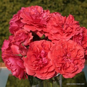 Роза шраб Природный мутант попурярного сорта «Rosarium Uetersen». Отличается от него окраской цветков и классической кустовой формой. В остальном сорт идентичен родительскому. Цветки лососёво-красные.