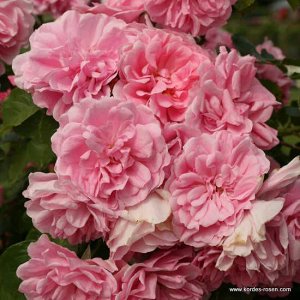 Роза  шраб Природный мутант попурярного сорта «Rosarium Uetersen». Отличается от него окраской цветков и классической кустовой формой. В остальном сорт идентичен родительскому. Цветки нежно-розовые. К