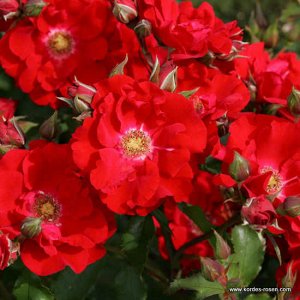 Роза шраб Бутоны тёмно-красные. Цветки полумахровые, тёмно-красные, очень яркие, не выгорают, в соцветиях по 10-12 цветков. Листья тёмно-зелёные, среднего размера, слегка глянцевые. Кусты густые, широ