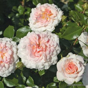 Роза шраб Бутоны округлые, кремово-жёлтые с красноватым оттенком. Цветки кремово-розовые с более тёмным центром, чаще всего в соцветиях, махровые, напоминают цветки камелии, с тонким сладковатым арома