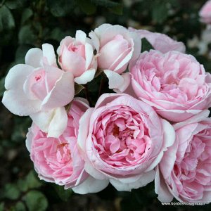 Роза шраб Цветки нежно-розовые, крупные, шарообразные, похожи на старинные розы, чаще всего в соцветиях по 4-6. Аромат умеренный, фруктовый, яблочный, максимальной интенсивности достигает вечером. Лис