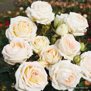 Роза Чайно-гибридные