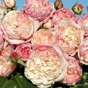 Роза шраб Цветки нежно-лавандовые с нежно-розовой оборотной стороной лепестков, густомахровые. Аромат сильный, свежий, цитрусовый и яблочный, максимальной интенсивности достигает во второй половине дн