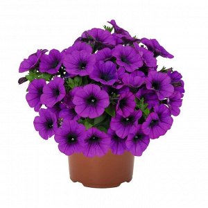 Петуния Potunia Piccola Lilac