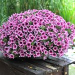 Петуния Sweetunia Burgundy Gem