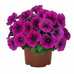 Петуния Sweetunia Neon
