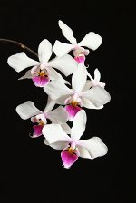 Phal.intermedia ‘ES’