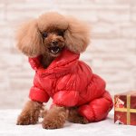 Куртки, жилетки, зимние комбезы для собак