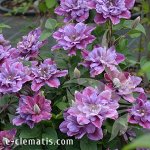 Клематис (Clematis Birthday Girl) класс B ОКС